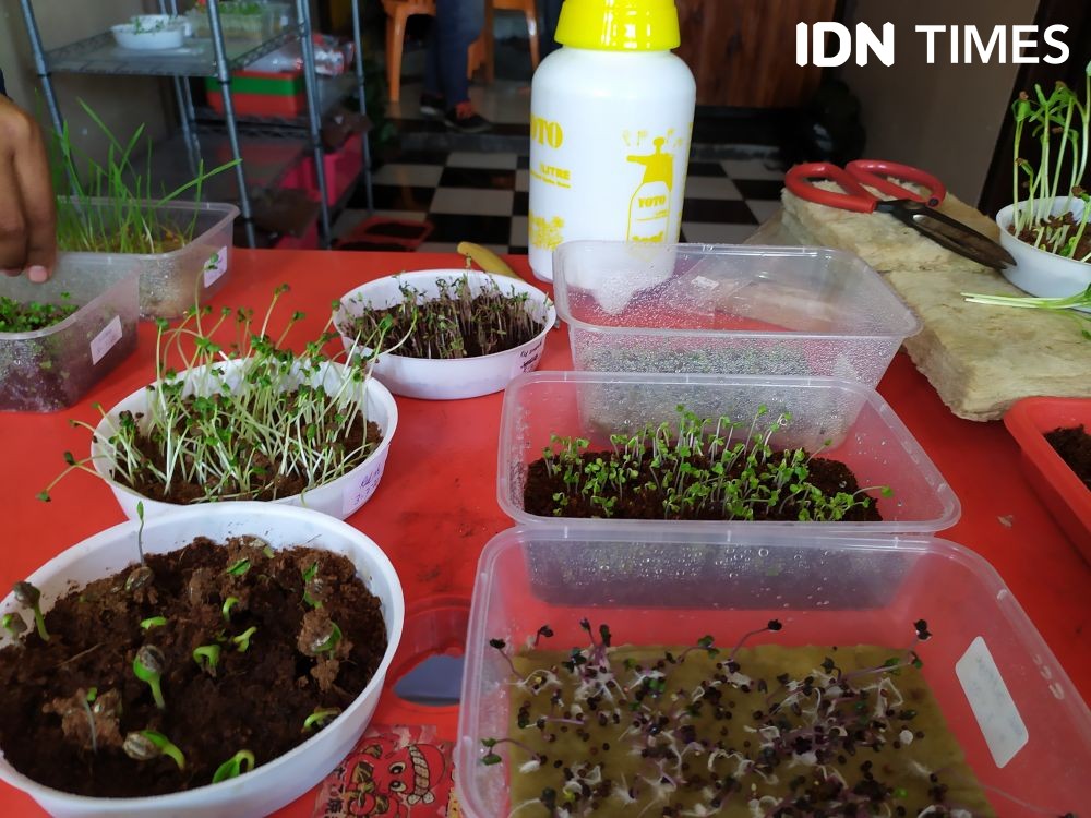 Belajar Urban Farming di Palembang, Tanam Sayur Belia Non Pestisida