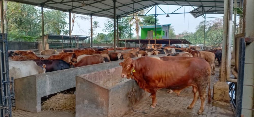 Cegah Antraks, Hewan Kurban di Gorontalo Disuntik Vaksin