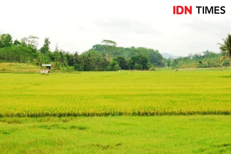 Nurdin Abdullah Dorong Peningkatan Produksi Pangan Sulawesi Selatan