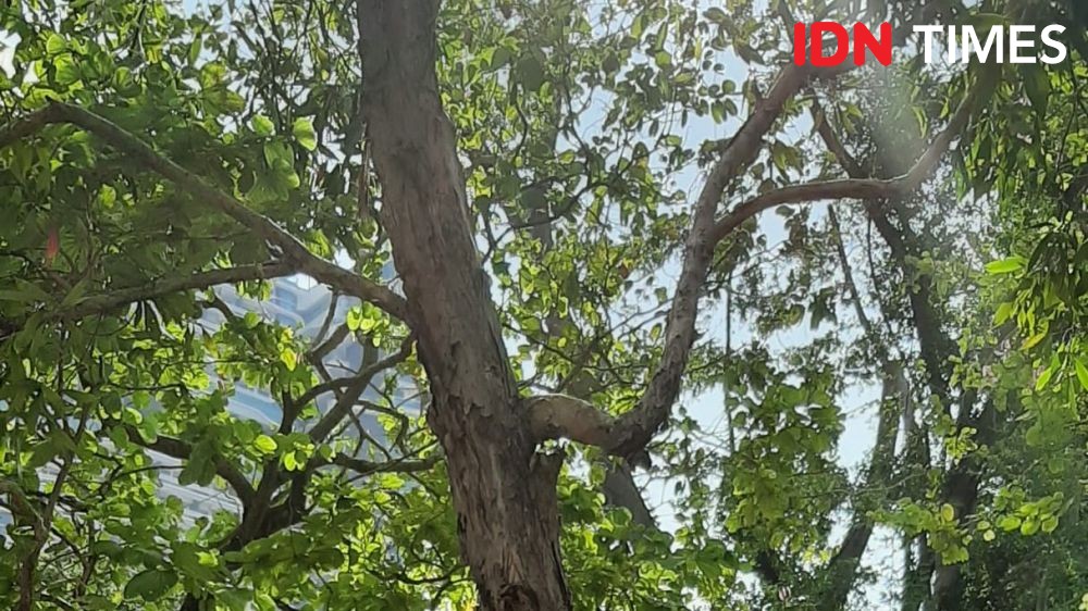 Imbas Puting Beliung, Pohon Bayur 15 Meter Tumbang Timpa Rumah Warga