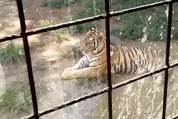 Pawang Serulingmas Zoo Tewas Diterkam Harimau, Diduga Akibat Pakannya