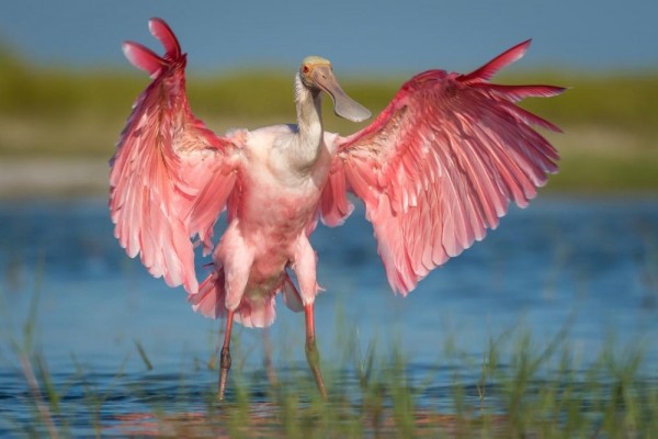 Dari Flamingo Hingga Merak Indonesia Ini 5 Burung Tercantik Di Dunia