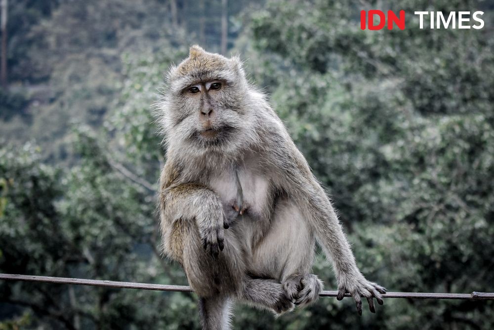 Kesal Kebunnya Dijarah, Tiga Monyet Diracun Petani Sayur Lembang