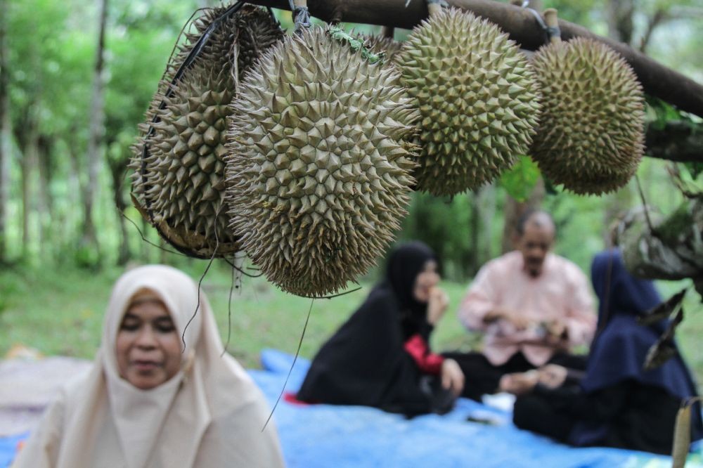 HUT Banten, Pemprov Akan Gelar Pesta Durian Lokal Hingga Diskon di Mal