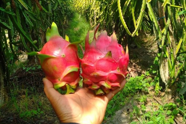 8 Wisata Menarik buat Pencinta Buah, Bisa Petik dan Makan Sepuasnya