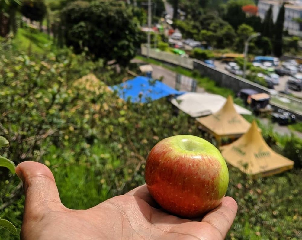 8 Wisata Menarik buat Pencinta Buah, Bisa Petik dan Makan Sepuasnya