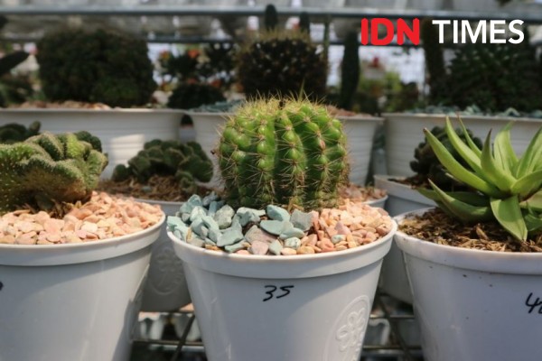 Hits Harga Hingga Jutaan Ini Kaktus Yang Paling Banyak Dibeli