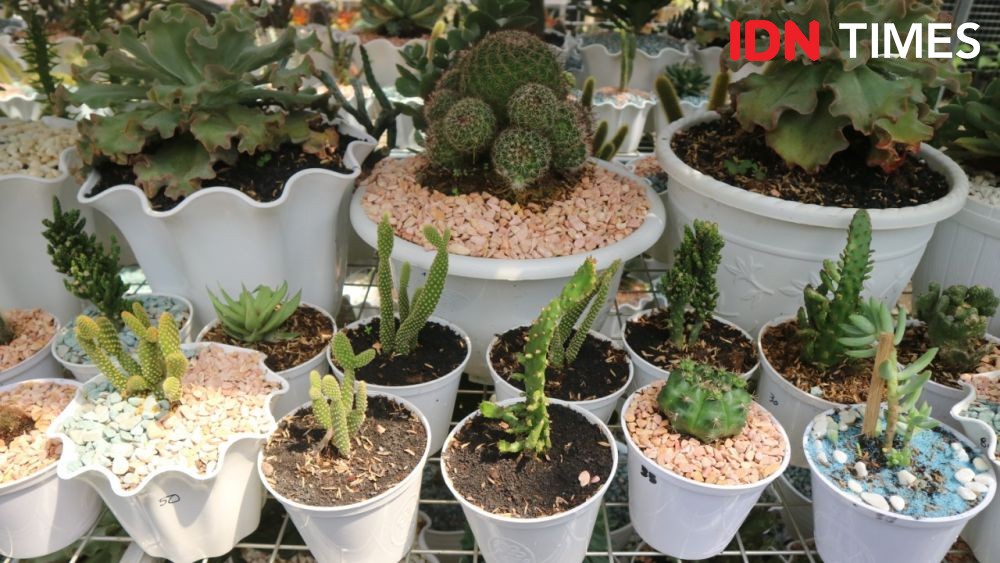 Ini Jenis Kaktus yang Paling Banyak Dibeli di Medan