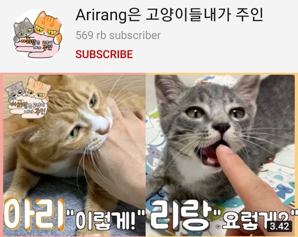 5 Channel YouTube yang Bintang Utamanya Kucing, Hati-hati Gemas Guys!