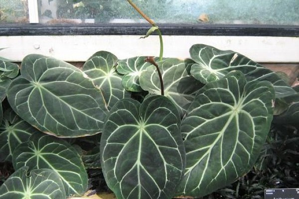 Catat! Ini 5 Tanaman Indoor dan Outdoor yang Konon Bikin Rumahmu Hoki