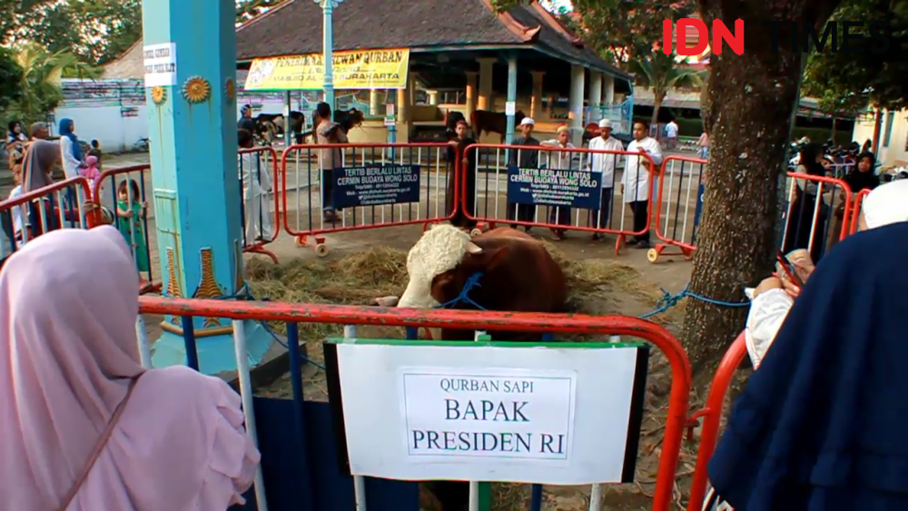 Idul Adha, Jokowi Kurban 2 Sapi Limousin untuk 2 Masjid di Solo