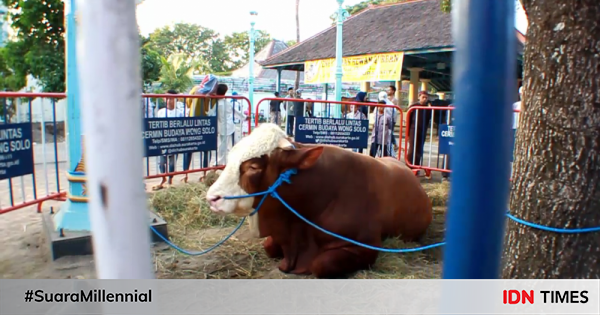 Idul Adha Jokowi Kurban 2 Sapi Limousin Untuk 2 Masjid Di Solo 5559