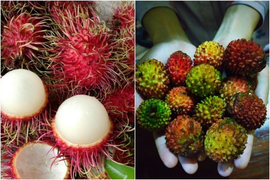 Padahal Sebenarnya Tak Sama, 8 Buah Ini Ternyata Punya Kembaran