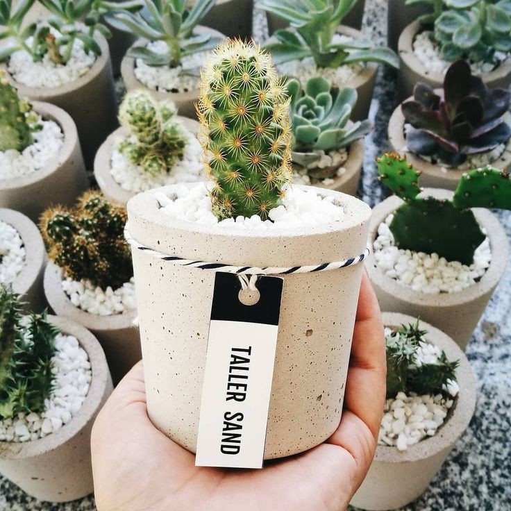 5 Tanaman yang Cocok Jadi Souvenir Pernikahan, Bikin Tamu Minta Lagi!