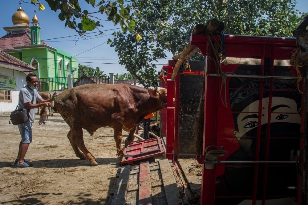 28.132 Ternak yang Terjangkit Wabah PMK di Lombok Sudah Sembuh