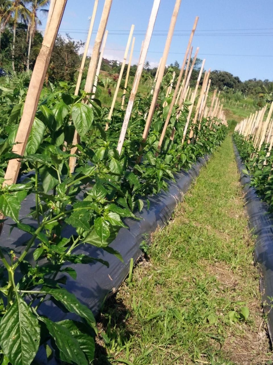 Petani Jatiluwih Bali Jual Sayur Pakai Sistem Petik Sendiri di Kebun