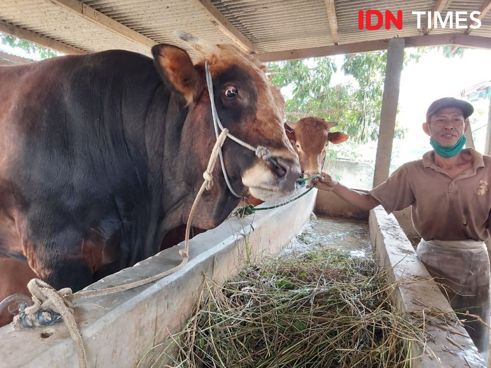Jokowi Beli Sapi Kurban Berbobot 1 Ton di Tangerang