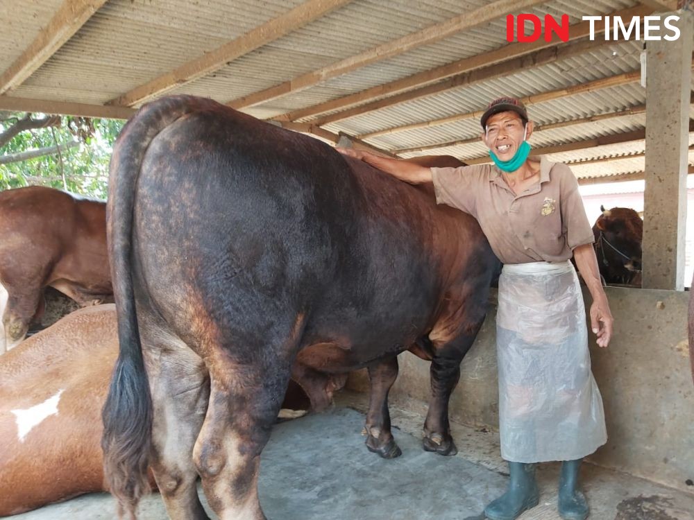 Jokowi Beli Sapi Kurban Berbobot 1 Ton di Tangerang 