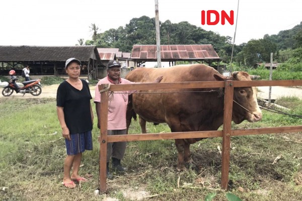 Jokowi Beli Sapi Kurban dari Peternak Samarinda Seharga Rp79 Juta