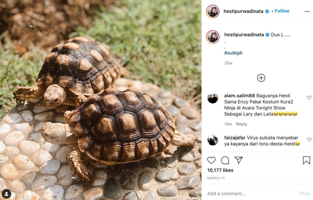Harganya Bisa Kebeli Mobil, 9 Selebriti Ini Berani Adopsi Kura-kura