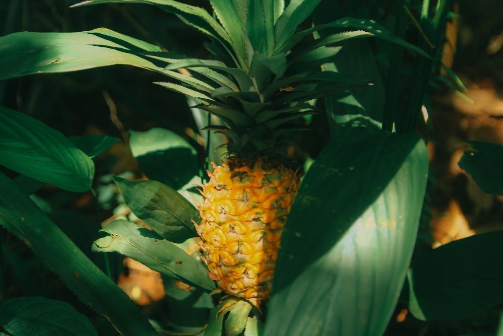 7 Manfaat Sehat Minum Jus Nanas, dari Pencernaan hingga Imun