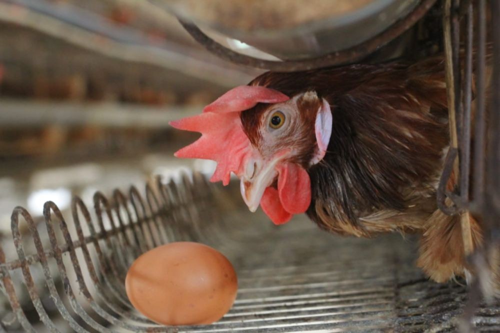 Nasib Peternak Ayam, Harga Telur Anjlok Tapi Pakannya Malah Naik