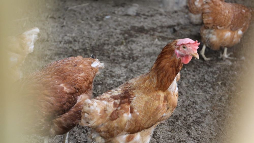 Animal Friends Jogja Ajak Perusahaan Pangan Pakai Ayam Bebas Kandang
