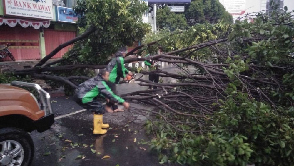 Imbas Hujan Deras di Lampung, Pohon Tumbang, Longsor hingga Banjir
