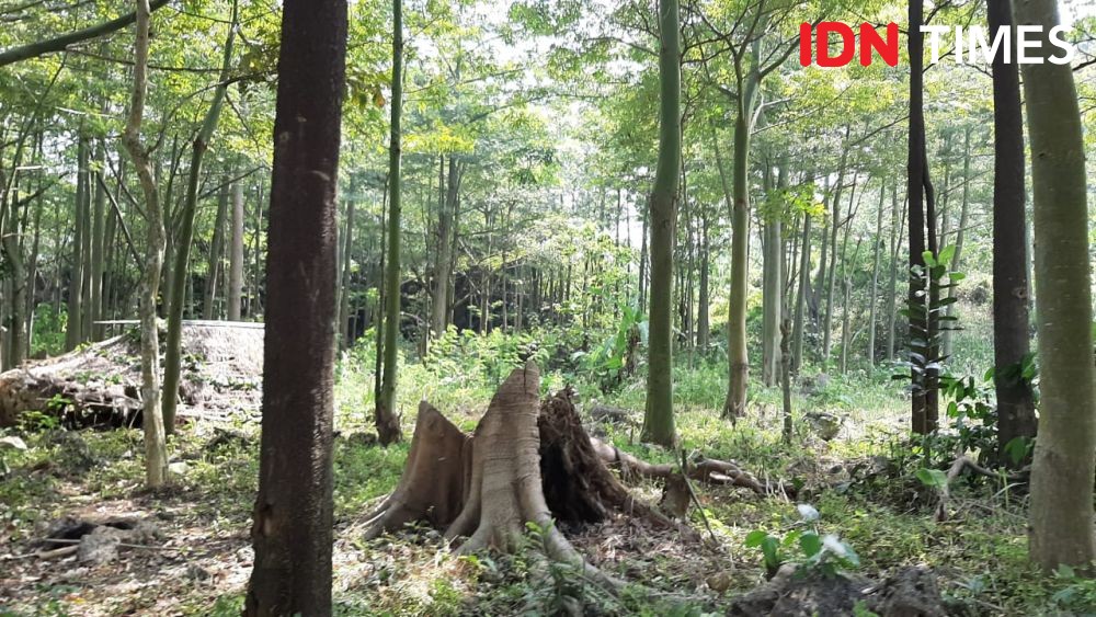 Legislator DPRD Soppeng Ditetapkan Tersangka Pembalakan Hutan Lindung
