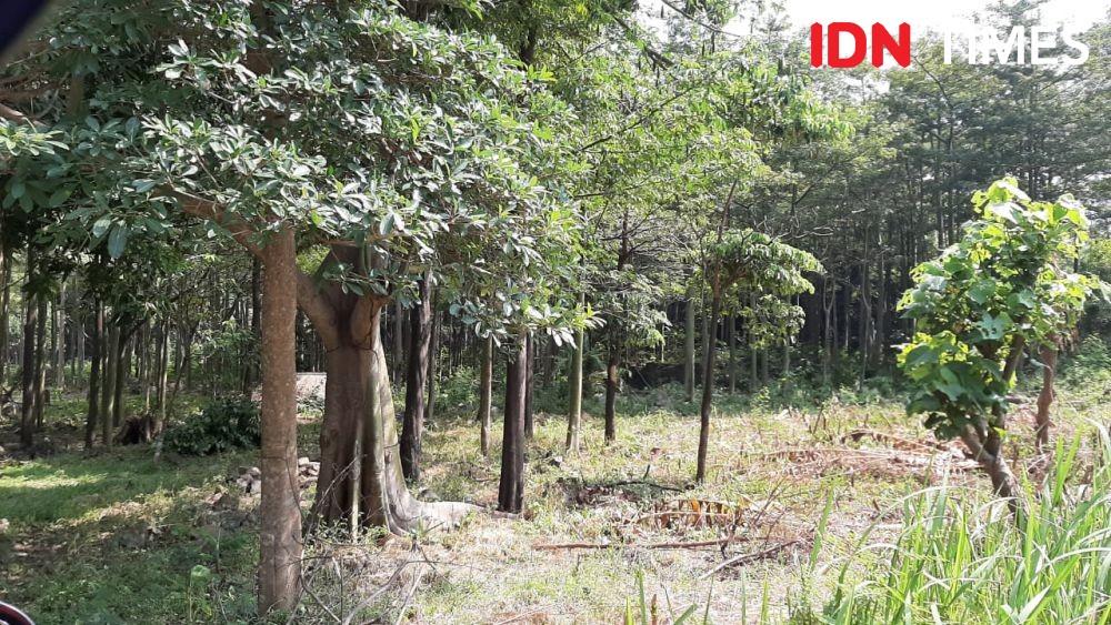 Tahura Ngurah Rai Bali Menyusut Hingga 62 Hektare, Apa Penyebabnya?