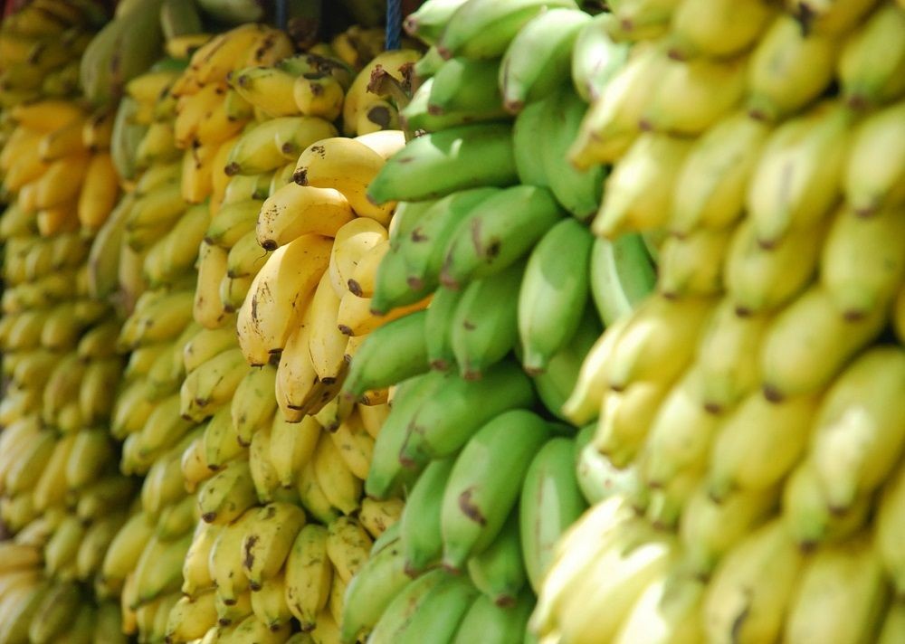 Resep Membuat Barongko, Kreasi Olahan Pisang dari Bugis-Makassar