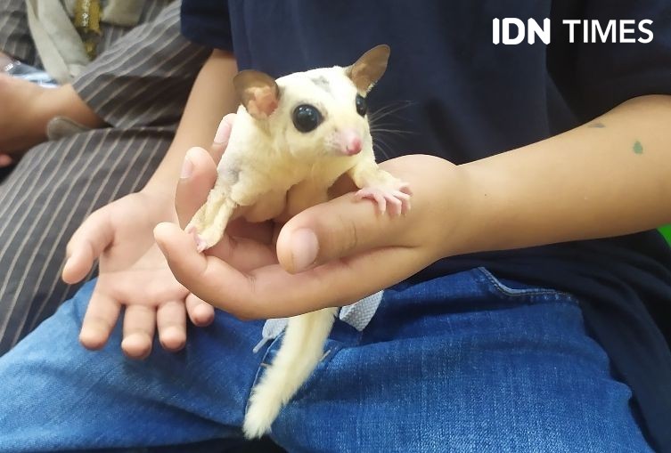 Bukan Hamster, Hewan Marsupial Lucu Ini Cocok Jadi Peliharaan di Rumah