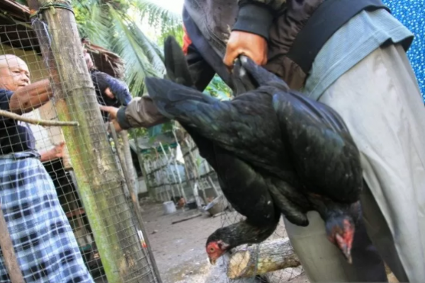 Diduga Terserang Wabah, Ratusan Ayam di Aceh Barat Mati Mendadak