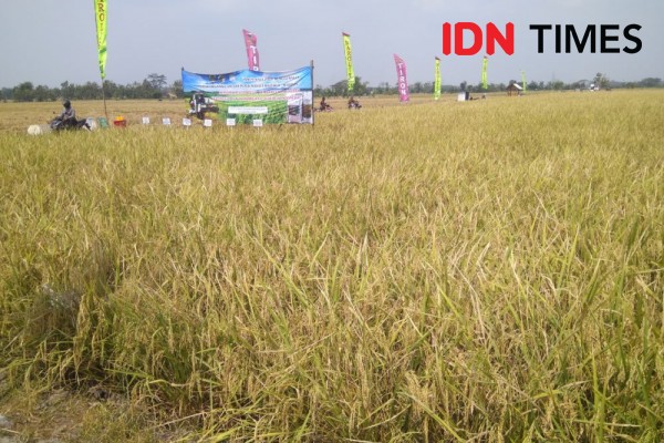 Harga Gabah Petani Jelek, Pengamat Sebut Ada Peranan Mafia