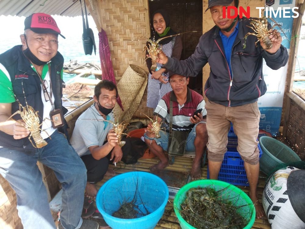 Pengepul di Tabanan Fokus Ekspor Lobster Pasir Langsung Konsumsi