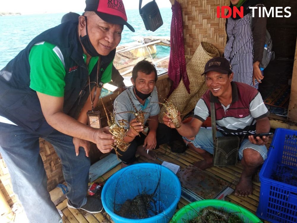 Merasa Rugi, Eksportir Benih Lobster dari Bandung Hentikan Pengiriman 