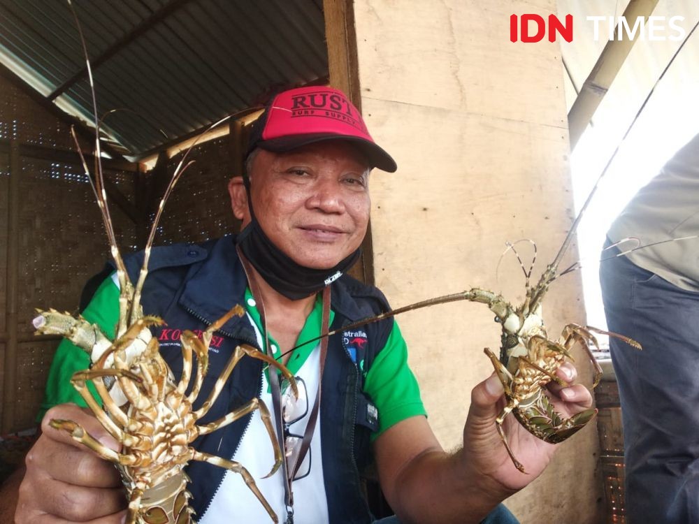 Lobster Yeh Gangga Tabanan Sentuh Harga Rp350 Ribu per Kilogram