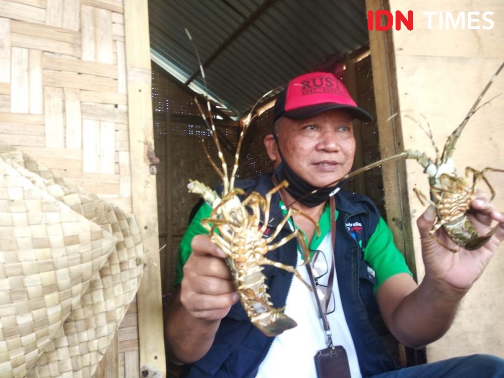 Nelayan Lebak Diharap Budidayakan Benur Jadi Lobster