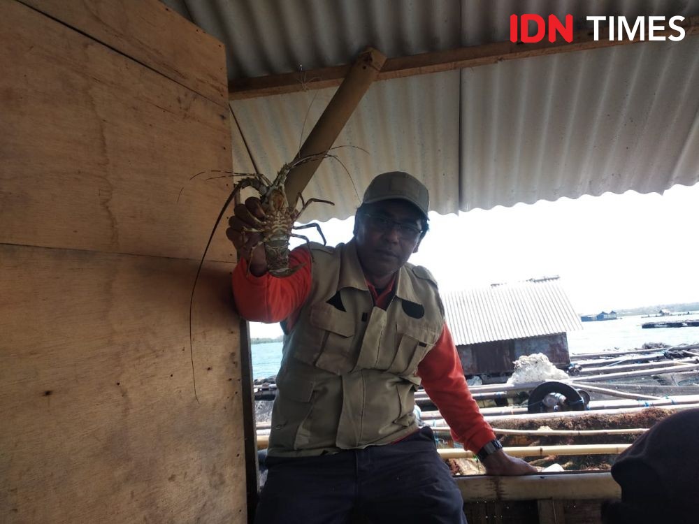Edhy Prabowo Ditangkap KPK, 9 Perusahaan Ini Dapat Izin Ekspor Lobster dari KKP