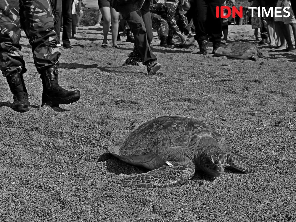 Delapan Penyu Remaja Sitaan Dilepasliarkan di Pantai Sindu, Sanur