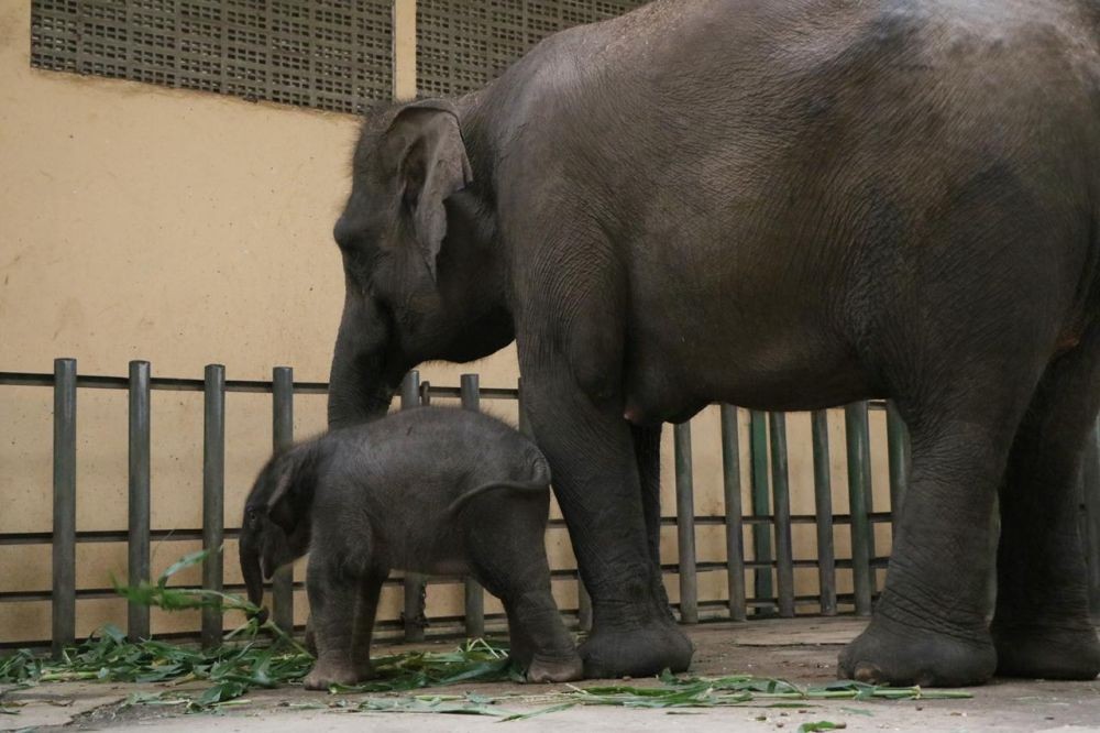 Hari Gajah Sedunia, Taman Safari Prigen Punya Anggota Keluarga Baru
