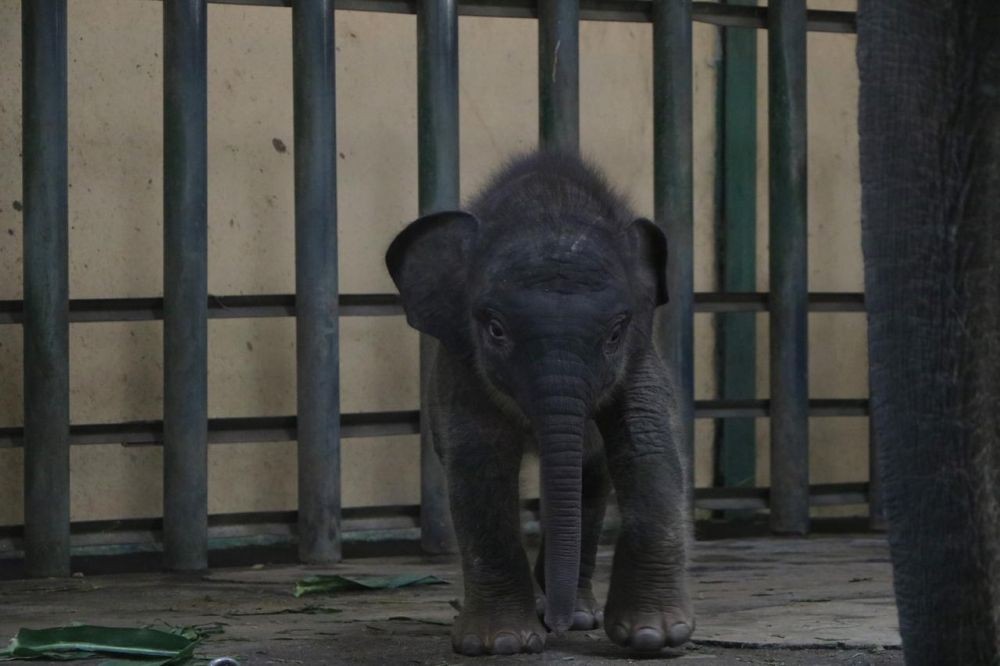 Hari Gajah Sedunia, Taman Safari Prigen Punya Anggota Keluarga Baru