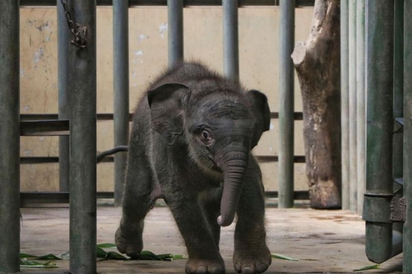 Hari Gajah Sedunia, Taman Safari Prigen Punya Anggota Keluarga Baru