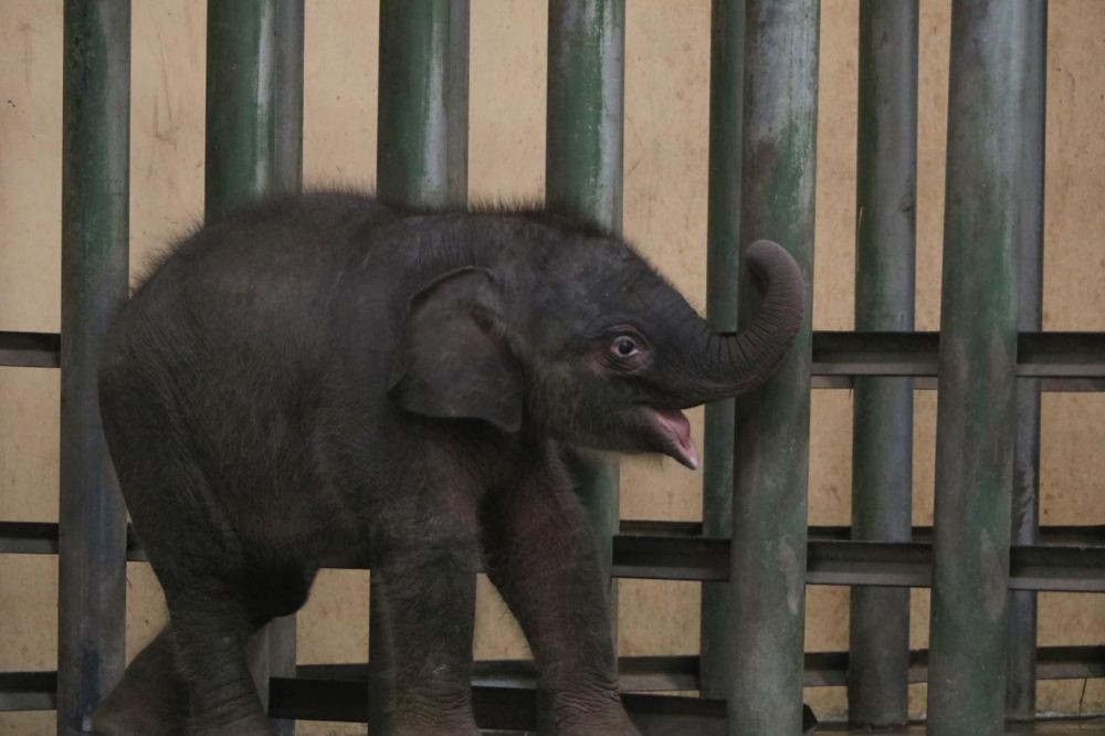 Hari Gajah Sedunia, Taman Safari Prigen Punya Anggota Keluarga Baru