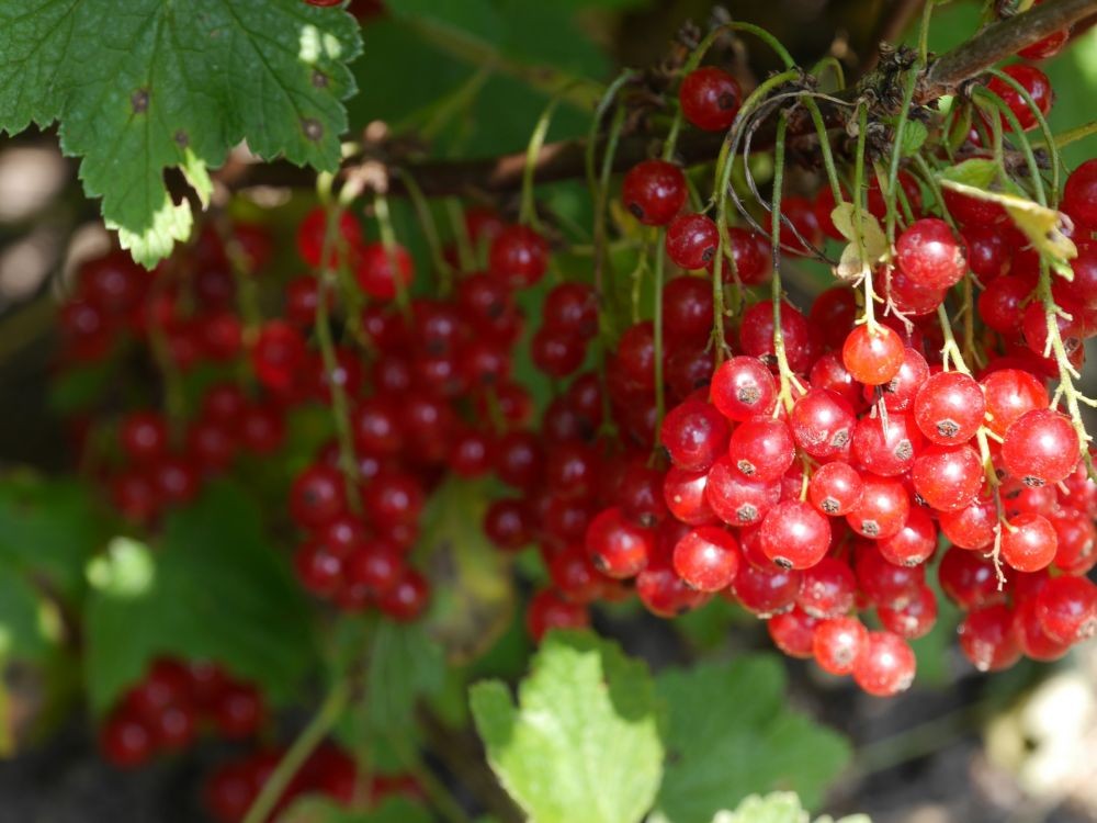  5 Deretan Manfaat Sehat dari Buah Cranberry