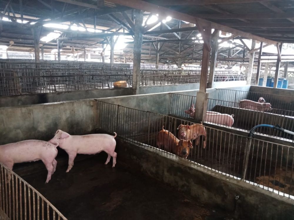 Harga Daging Babi  di Tabanan Tembus Rp95.000 Per Kilogram