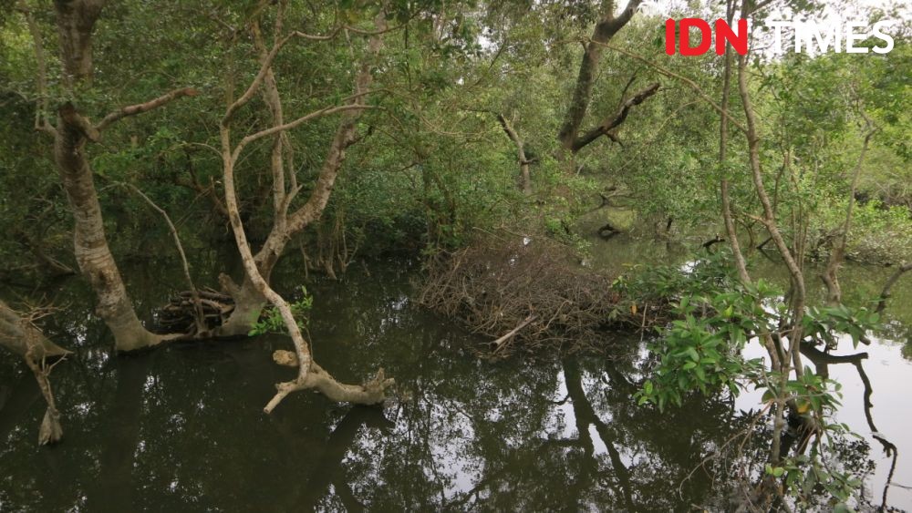 12 Potret Sicanang, Wisata Hutan Mangrove Terakhir di Medan Belawan