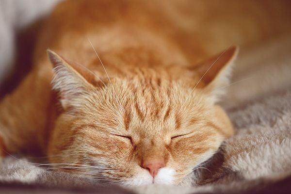 9 Fakta Ilmiah u0027Kocheng Orenu0027, Si Kucing Oranye yang Terkenal Nakal
