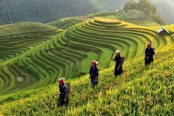 Cara Crowde Memajukan Sektor Pertanian Tradisional di Indonesia