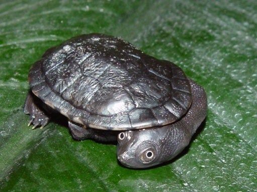 Sedih, Kura-kura Leher Ular dari Pulau Rote Telah Punah